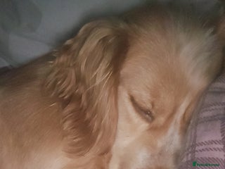 Cocker Spaniel dogs - Advert 36