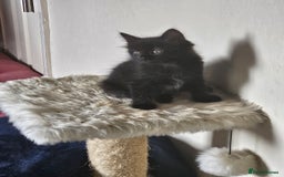 Mixed Breed cats for sale: 5 kittens for sale  - Image 2