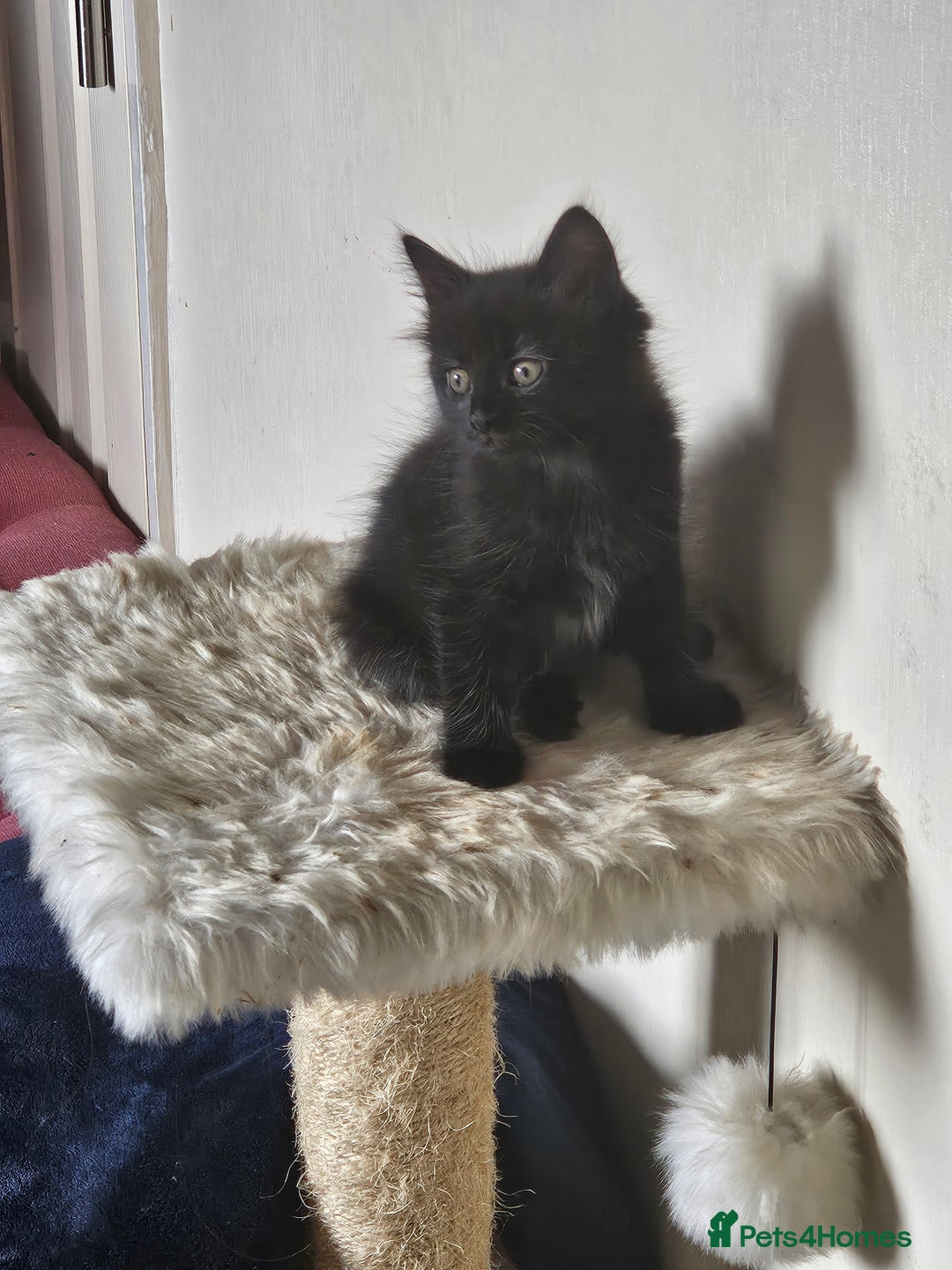 Mixed Breed cats for sale: 5 kittens for sale  - Image 2