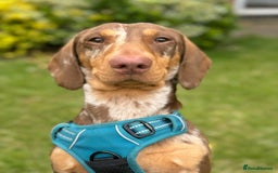 Dachshund dogs for sale: Looking for my forever home  - Image 3