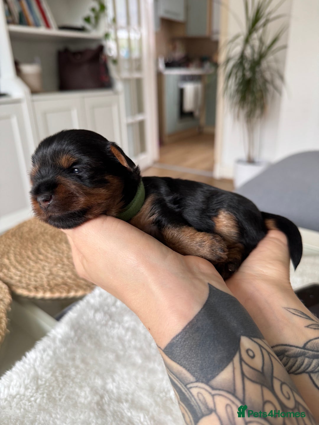 Yorkshire Terrier dogs for sale: ❤️Miniature yorkshire terrier puppies ☘️ - Image 3