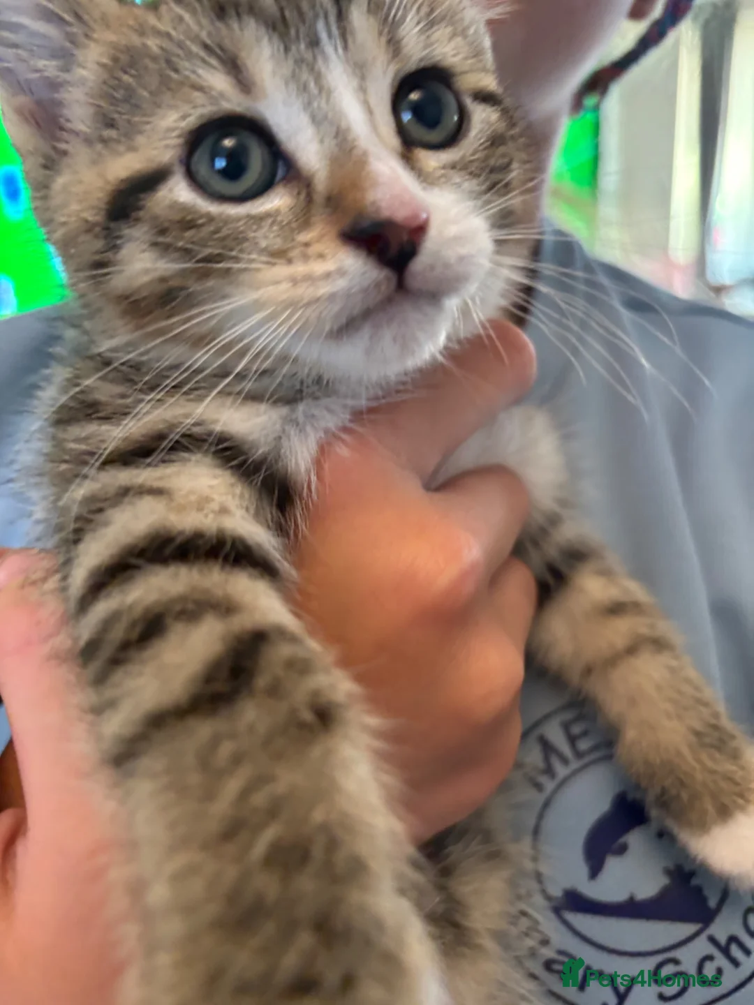 British Shorthair cats for sale: Tabby Kittens X3 and one black and white kitten - Advert 13