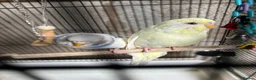 Budgerigars birds for sale: Baby budgie - Advert 2