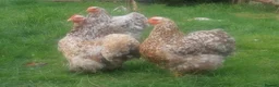 Chickens poultry for sale: Day‑Old Chicks and Hatching eggs - pure breed - Advert 26