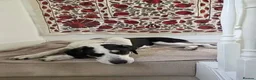 Mixed Breed dogs for adoption: Meet Calypso, currently residing in Harrow  in Harrow - Advert 9