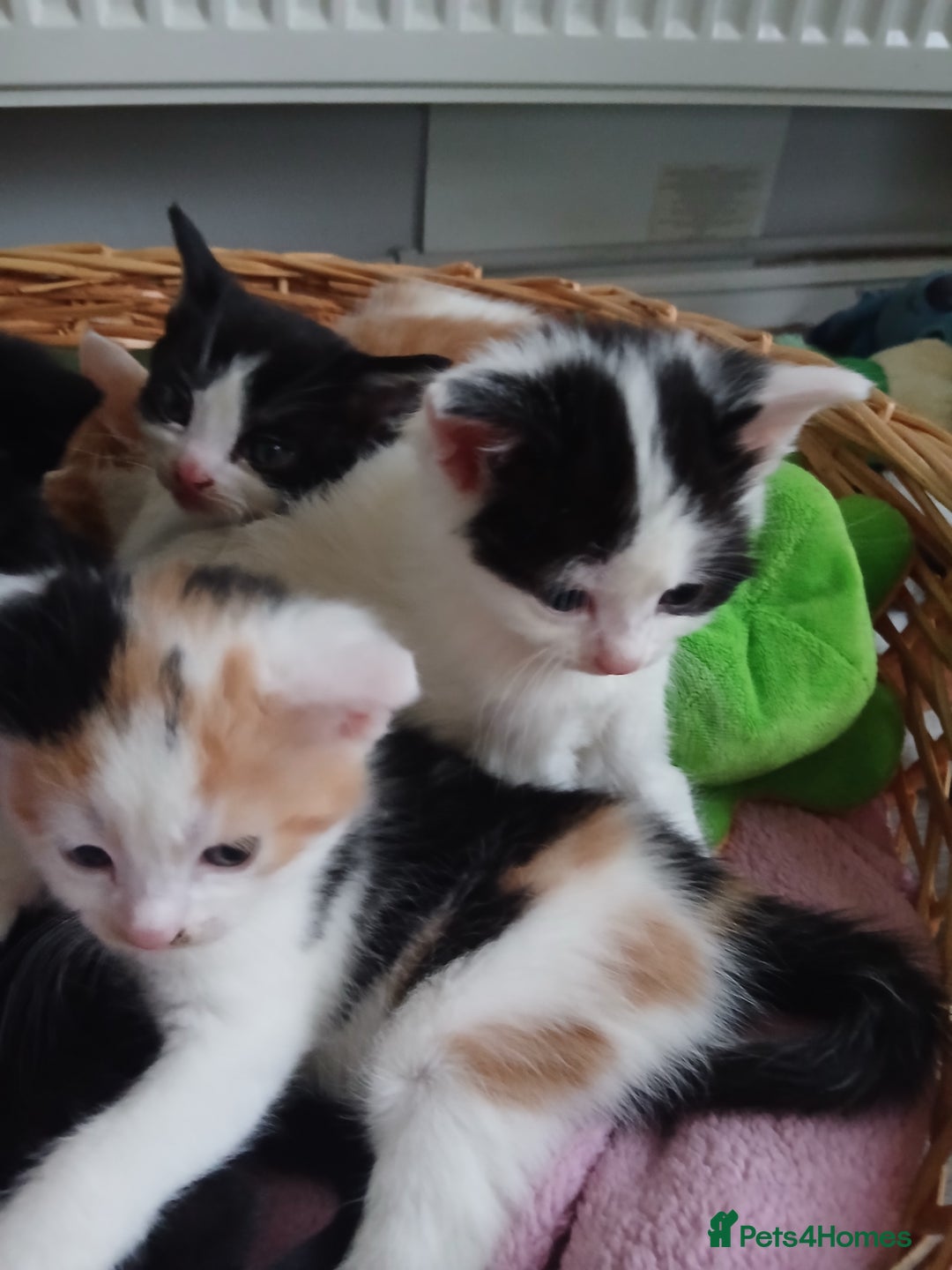Mixed Breed cats for sale: Beautiful 3 girls looking for home black white  - Advert 2
