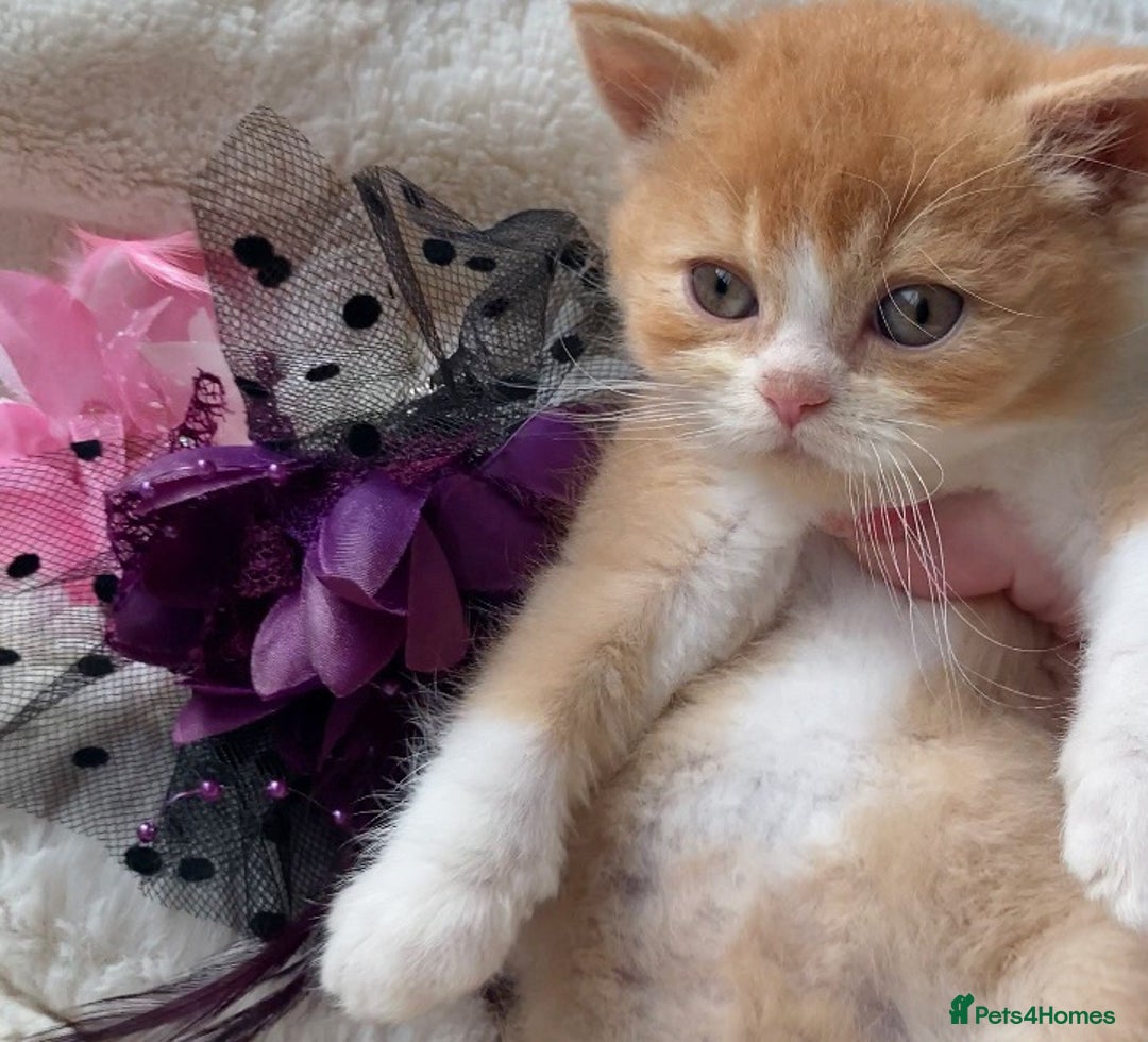 British Shorthair cats for sale: Gorgeous British Shorthairs TICA Registered - Advert 10