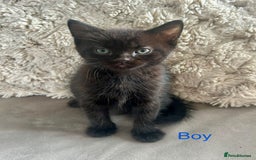 Domestic Shorthair cats for sale: 4 beautiful kittens looking for forever homes  - Image 2