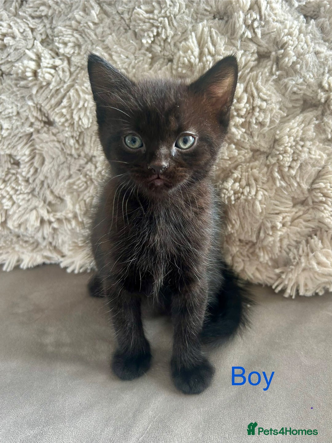 Domestic Shorthair cats for sale: 4 beautiful kittens looking for forever homes  - Image 2