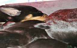 Rottweiler dogs for sale: Rottweiler puppies  - Image 9