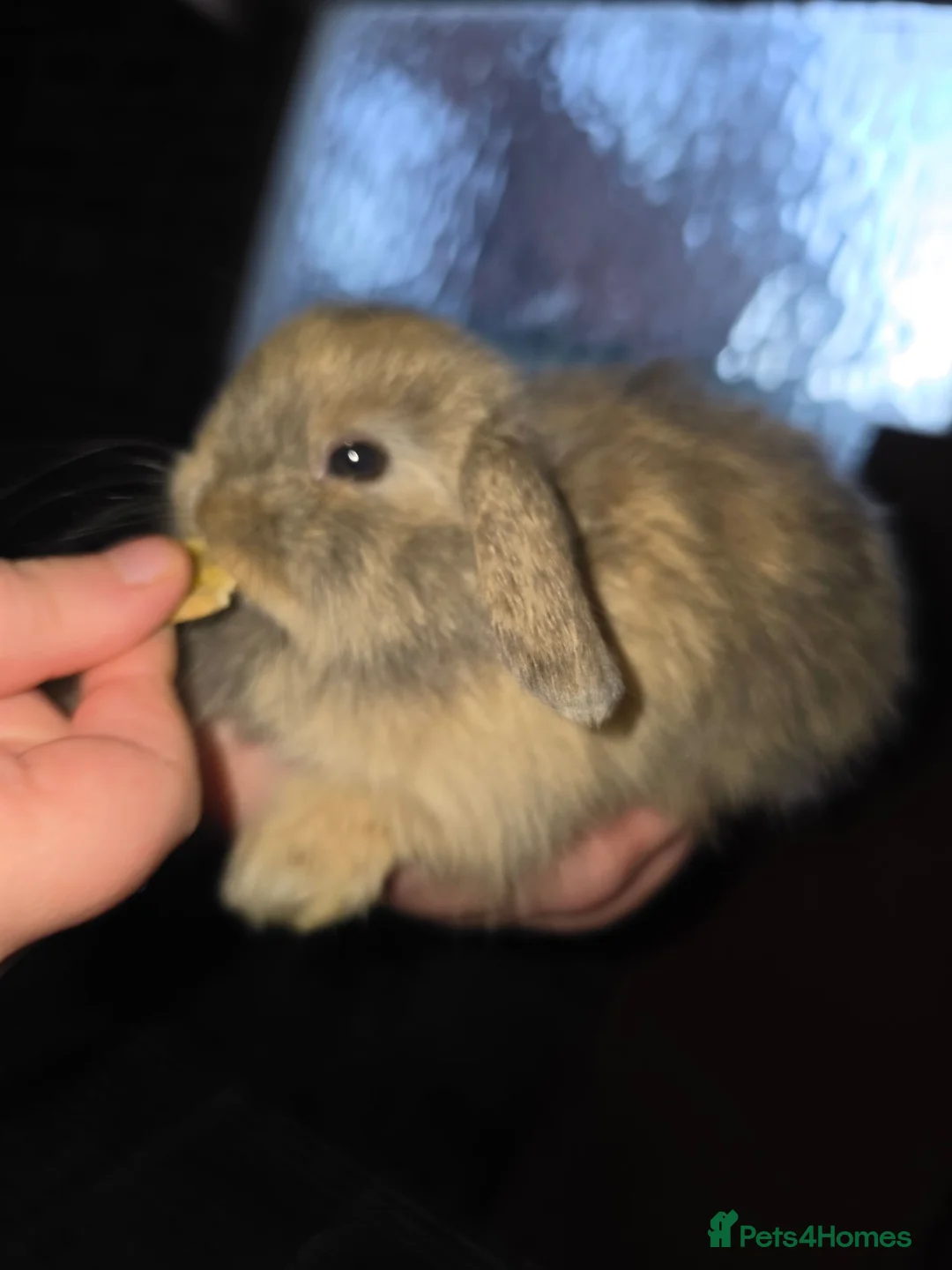 Lionhead rabbits for sale: Lop lionhead bunnies!  in Stockport - Advert 17