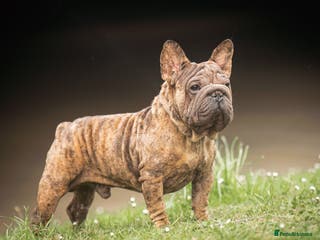 French Bulldog dogs Velvet Merle frenchie stud in Maesteg - Advert 3