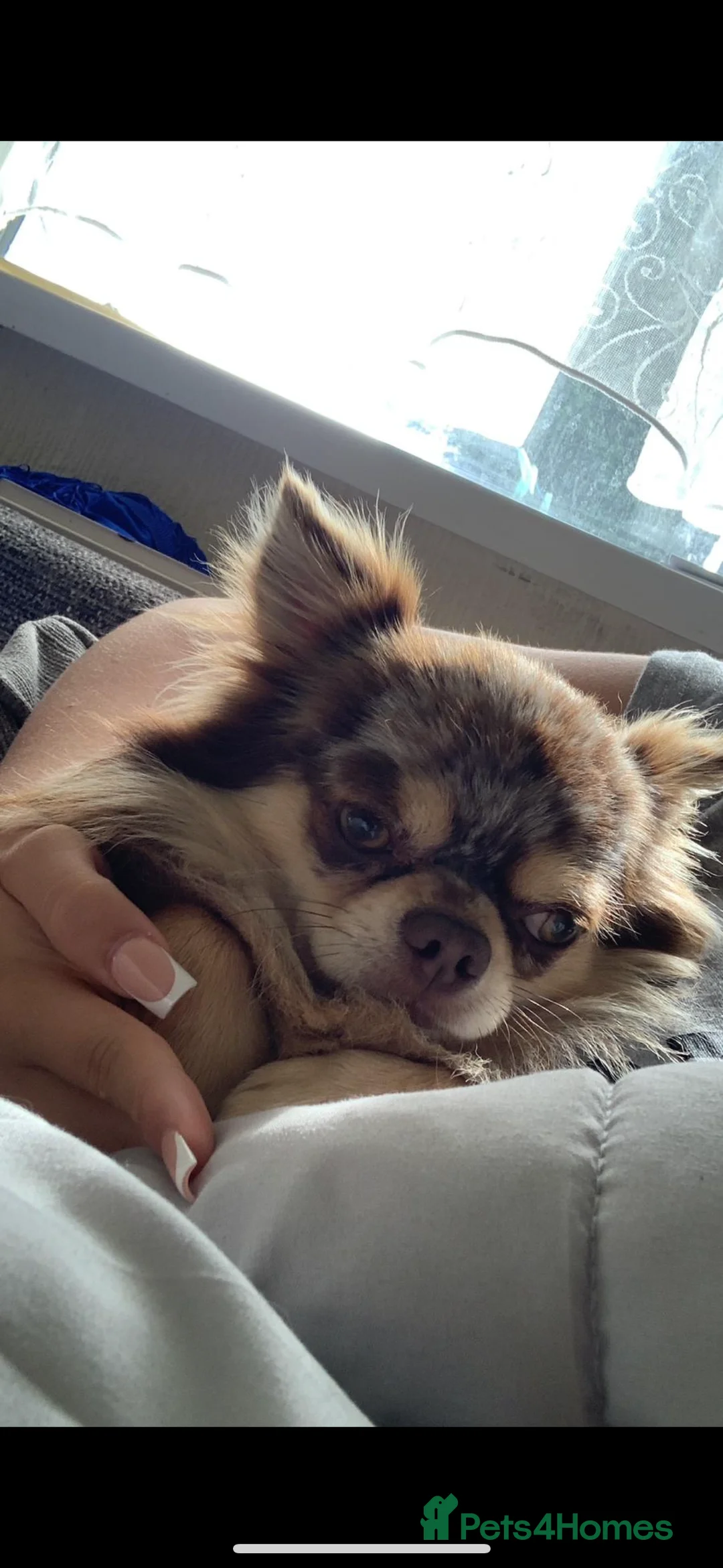 Chihuahua dogs for sale: Champion quality male chihuahua for sale    - Advert 3