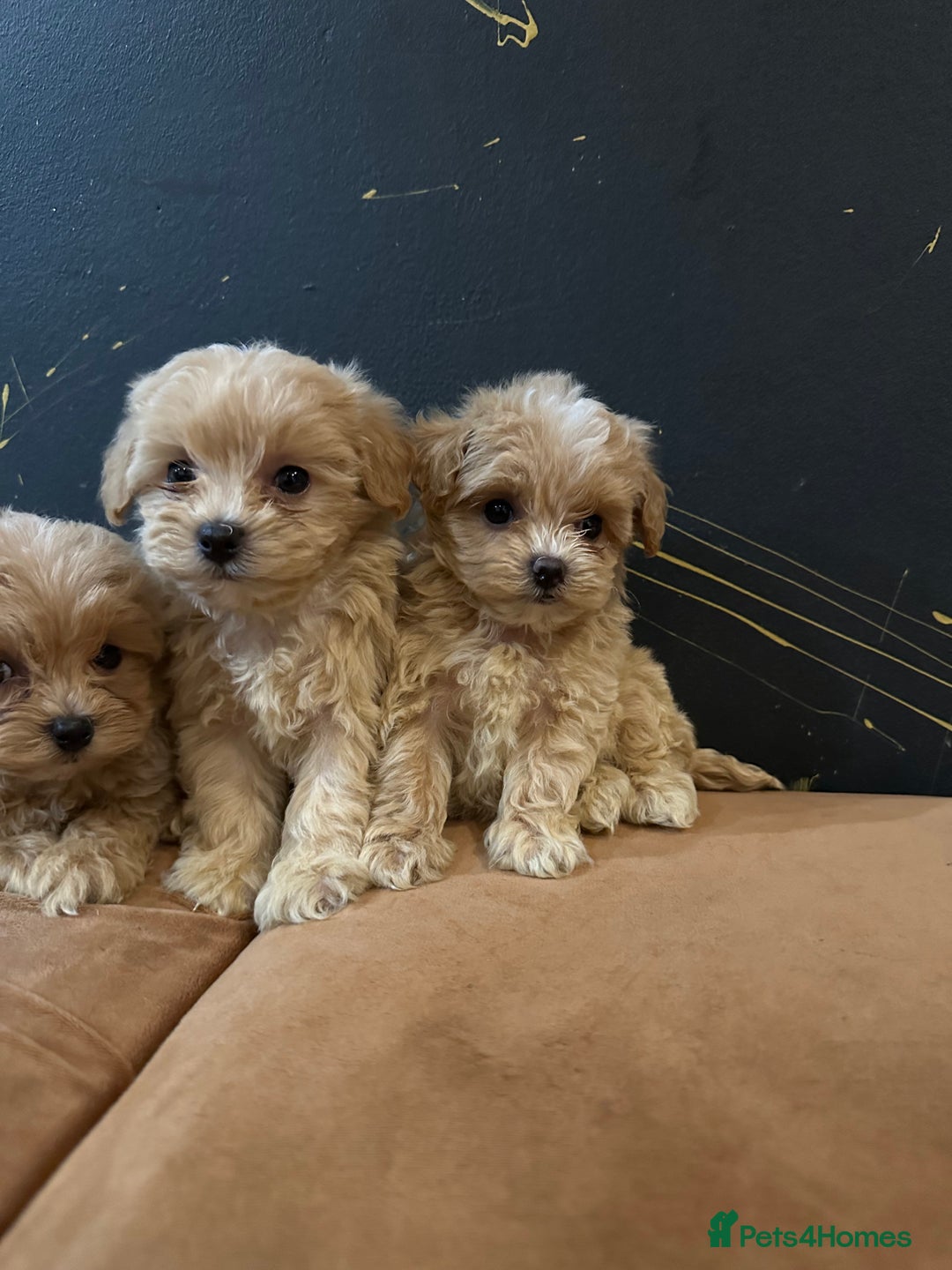 Maltipoo dogs for sale: Gourgeous toy maltipoo puppies❤️ - Image 3