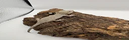 Gecko reptiles for sale: Baby gargoyle gecko mix morphs  - Advert 5