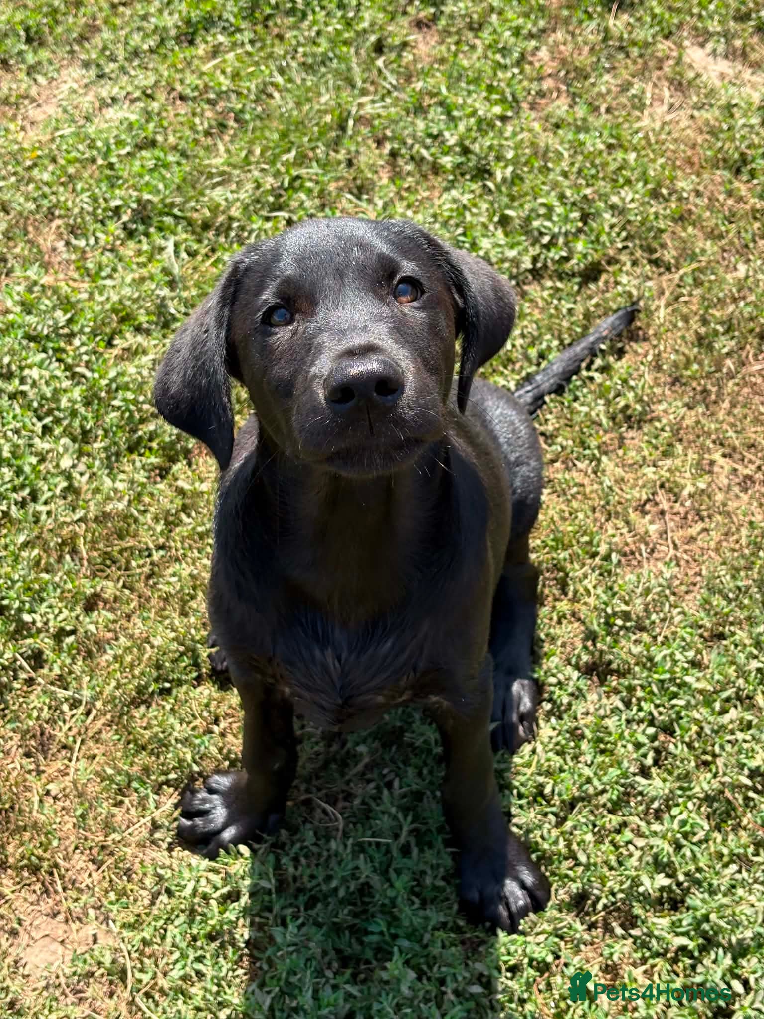 Labrador Retriever dogs KC'd Working/Trialing Pedigree Male Lab pup - Advert 1