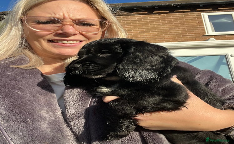 Cocker Spaniel dogs Last beautiful show cocker  - Advert 15