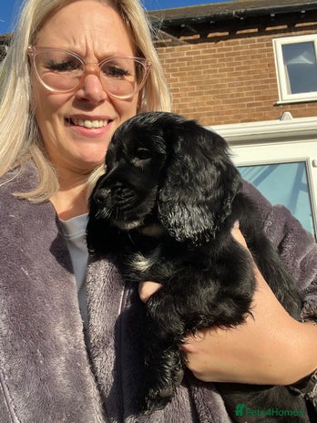 Cocker Spaniel dogs Last beautiful show cocker - Advert 15