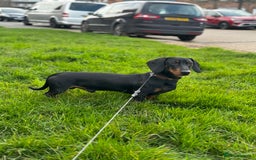 Dachshund dogs for stud: Male Dachshund for Stud - Image 4