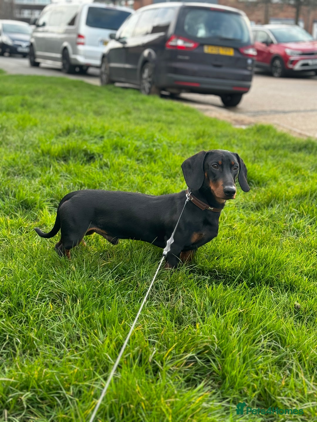 Dachshund dogs for stud: Male Dachshund for Stud - Image 4