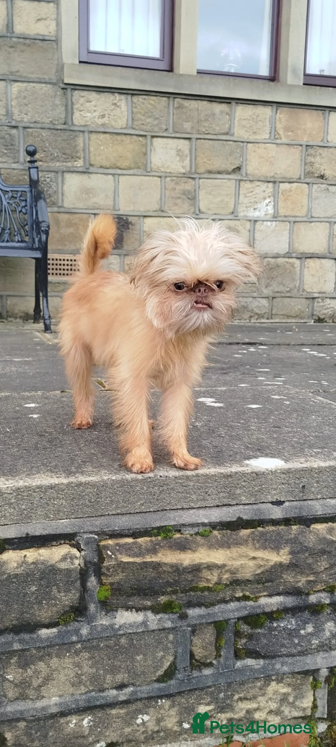 Griffon Bruxellois dogs for sale: Mini Chocolate Fawn Male - Advert 1