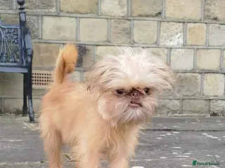 Griffon Bruxellois dogs Mini Chocolate Fawn Male - Advert 1