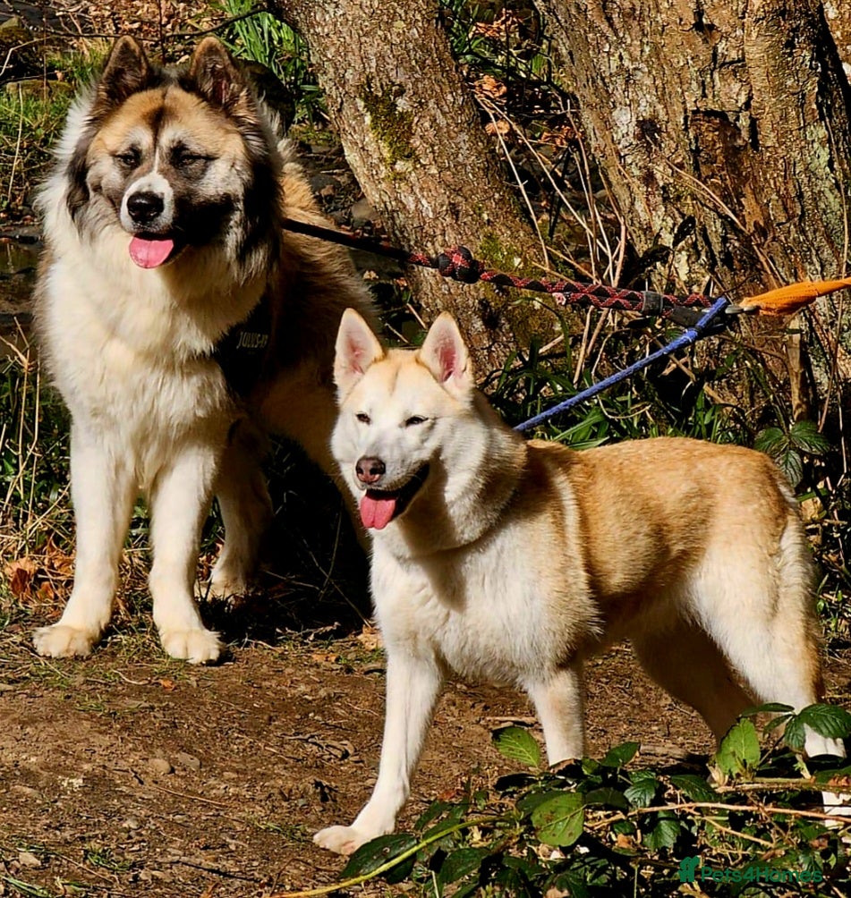 Huskita dogs Akita/husky pups READY  - Advert 1