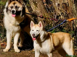 Huskita dogs Akita/husky pups READY - Advert 3