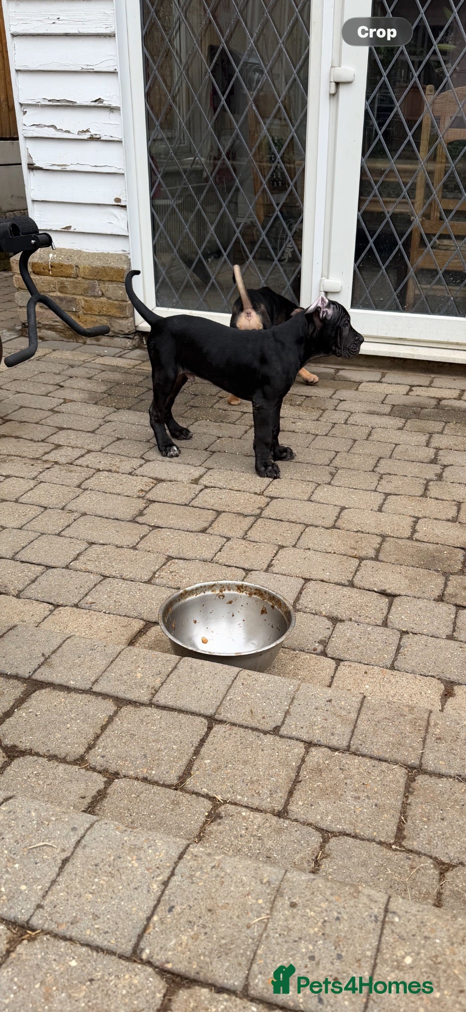 Cane Corso dogs BEAUTIFUL CANE CORSO puppies. PROTECTION+FAMILY - Advert 2