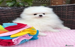 Pomeranian dogs for sale: Pom bears looking for loving homes❤️ - Image 29