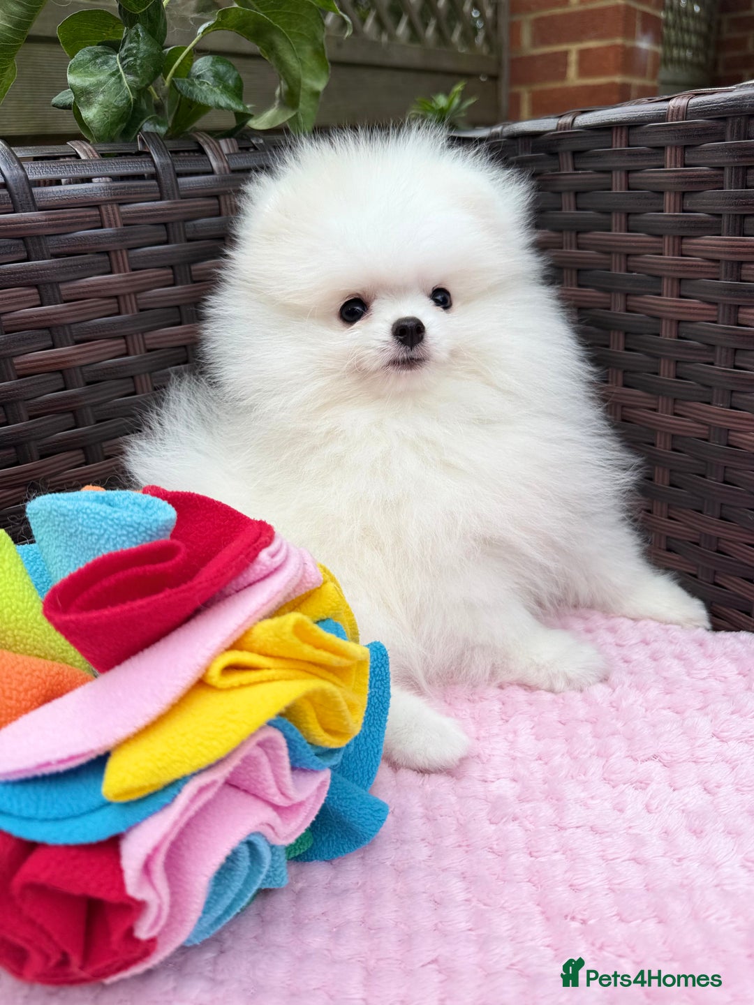 Pomeranian dogs for sale: Pom bears looking for loving homes❤️ - Image 29