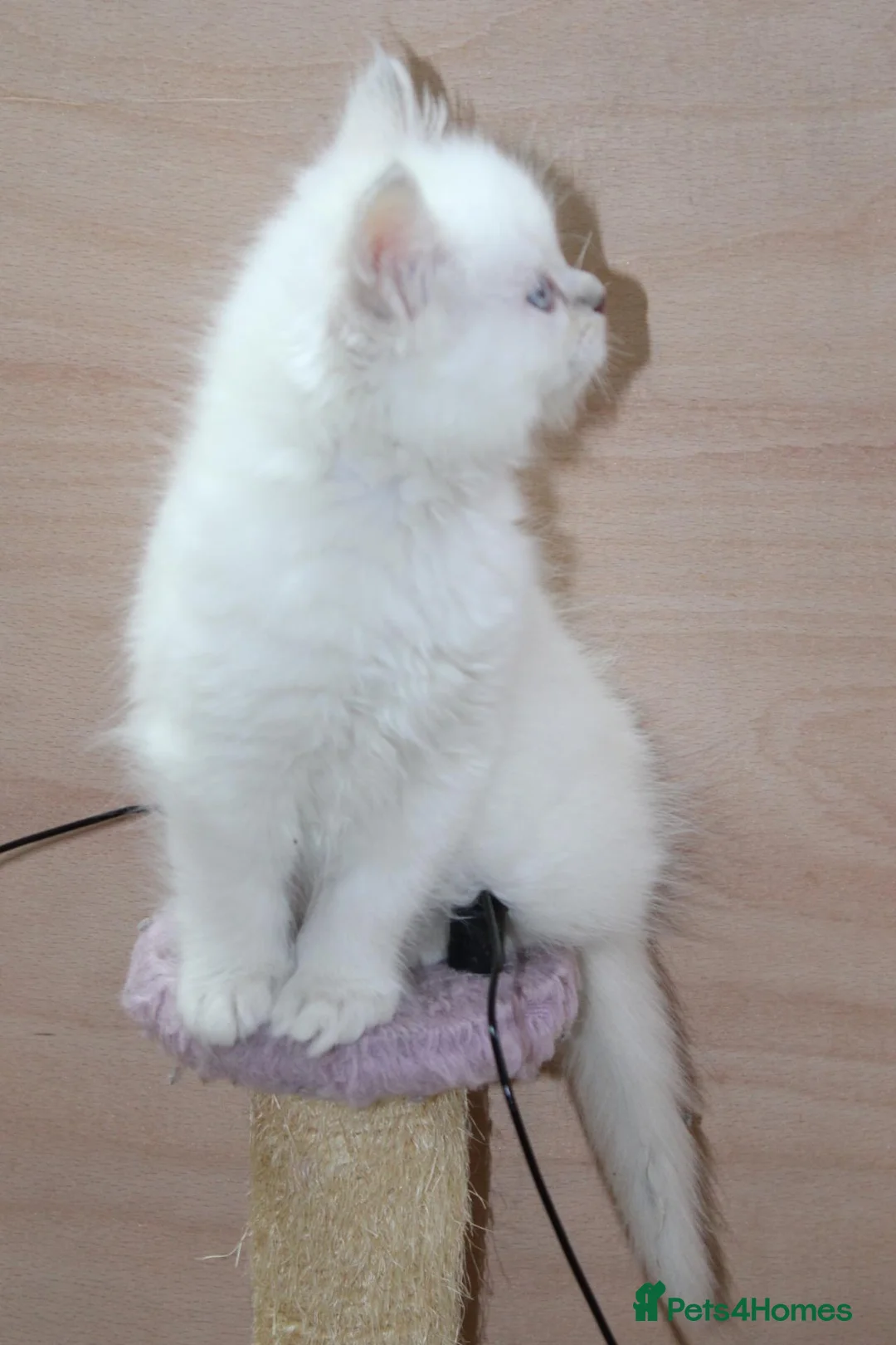 Ragdoll cats for sale: Ragdoll kittens  - Advert 12