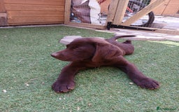 Labrador Retriever dogs for sale: **READY NOW**CHOCOLATE LAB PUPS - Image 15