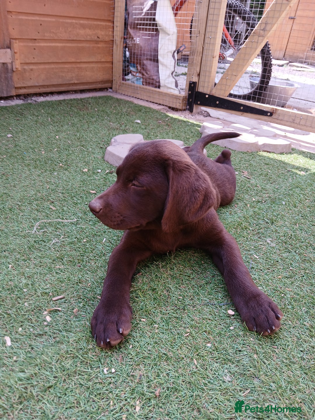 Labrador Retriever dogs for sale: **READY NOW**CHOCOLATE LAB PUPS - Image 15