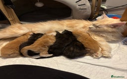 Maine Coon cats for sale: Black Smoke Tortie Maine Coon girl Left in Wickford - Image 5