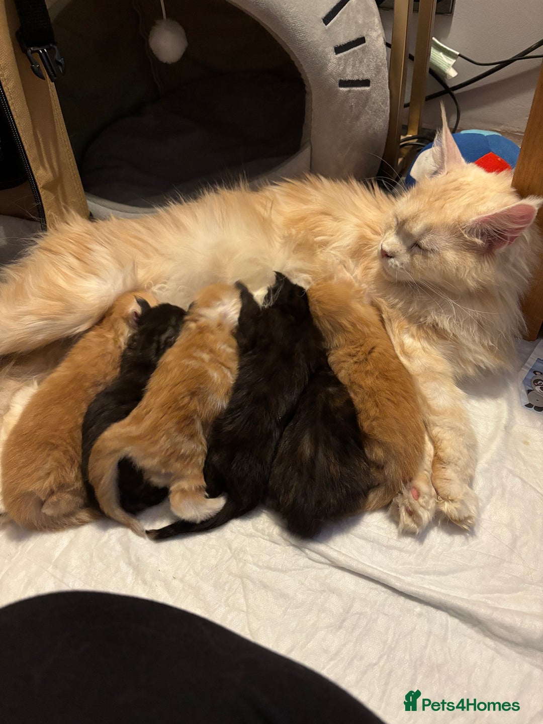 Maine Coon cats for sale: Black Smoke Tortie Maine Coon girl Left in Wickford - Image 5