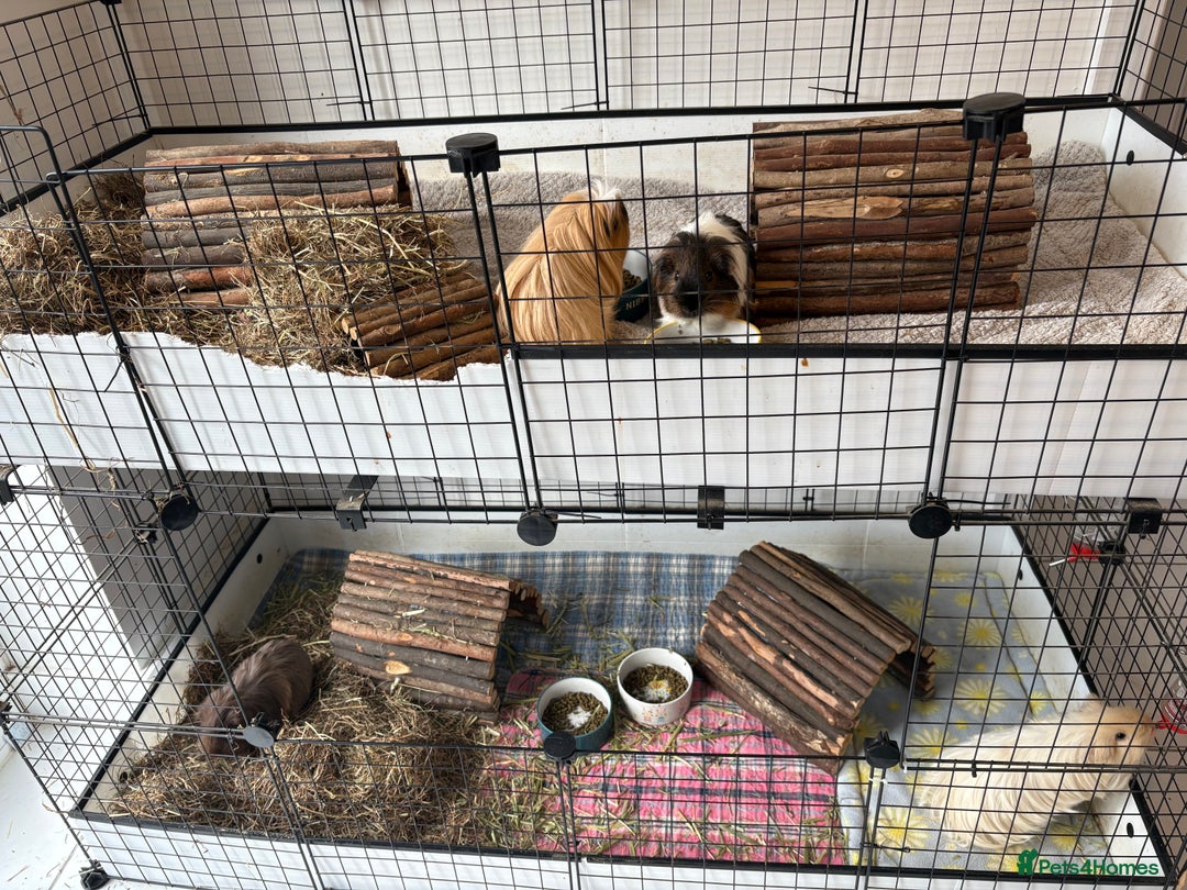 Guinea Pig rodents for sale: Male Guinea Pigs - Advert 10