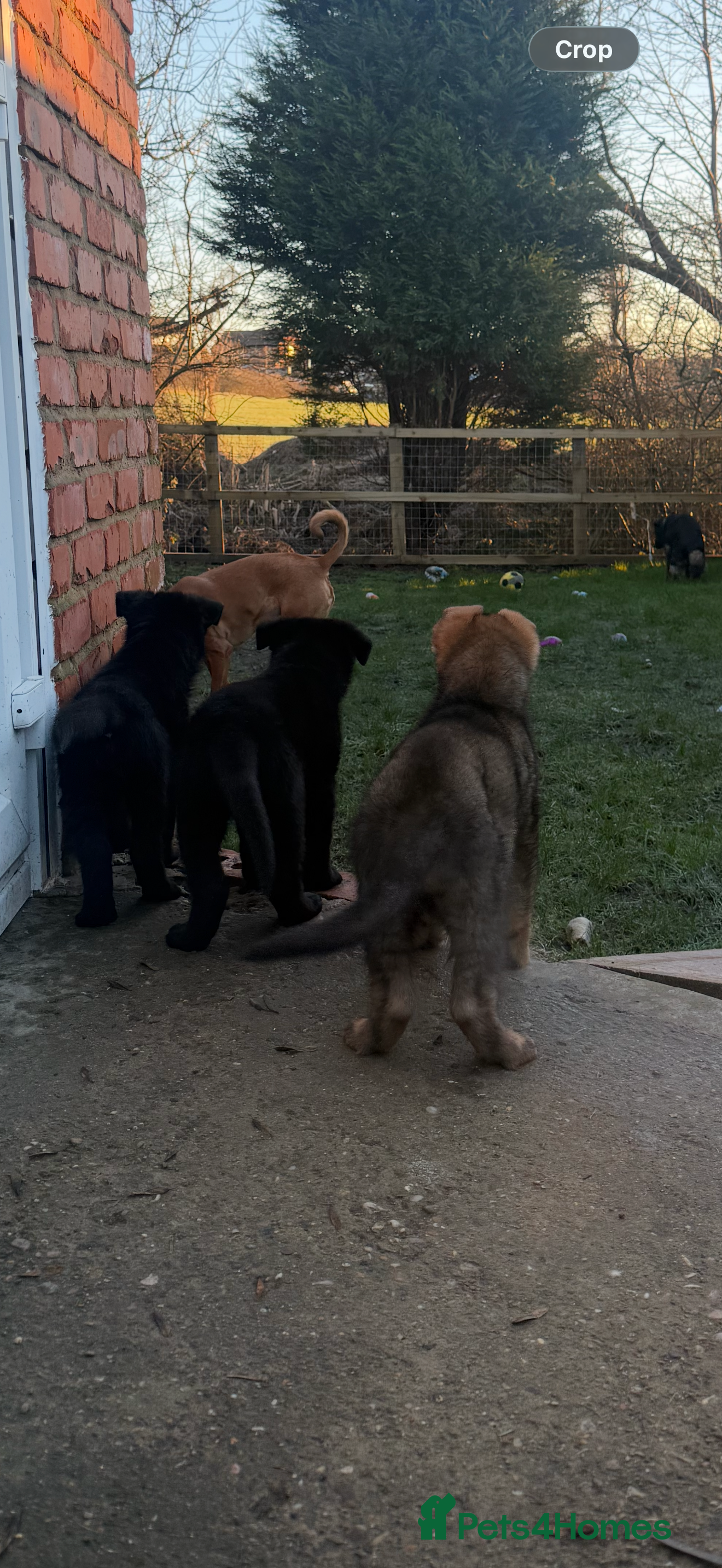 German Shepherd dogs Pedigree, Czech Line, Straight Back puppies - Advert 2