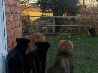 German Shepherd dogs Pedigree, Czech Line, Straight Back puppies - Advert 2