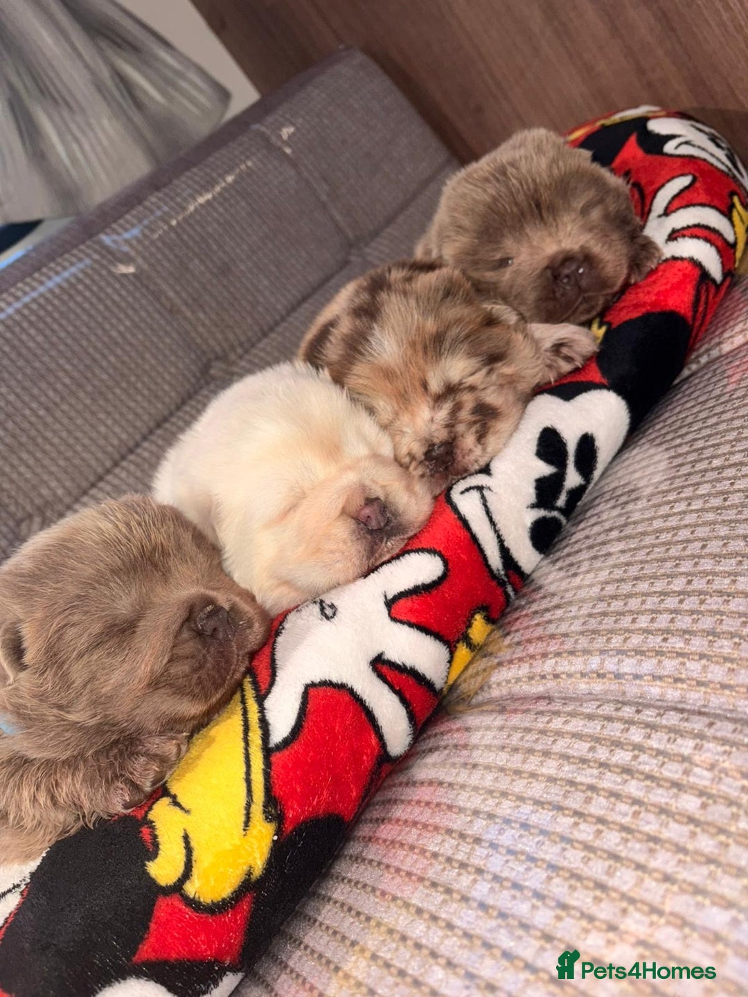 Chow Chow dogs for sale: Merle Full Pedigree Chow Chow Puppies  - Advert 1