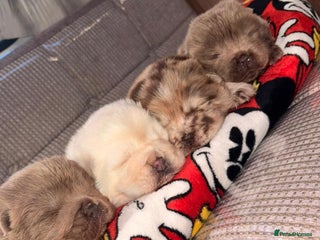 Chow Chow dogs Merle Full Pedigree Chow Chow Puppies - Advert 15