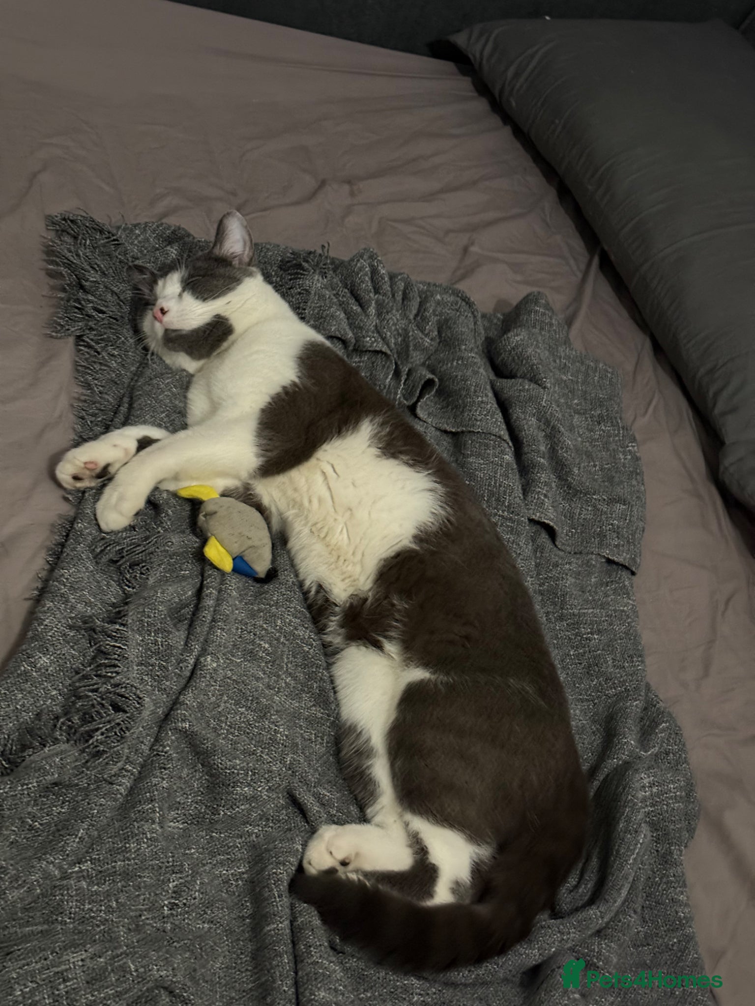 British Shorthair cats Seeking a loving Home for Kitty and Sassy - Advert 1