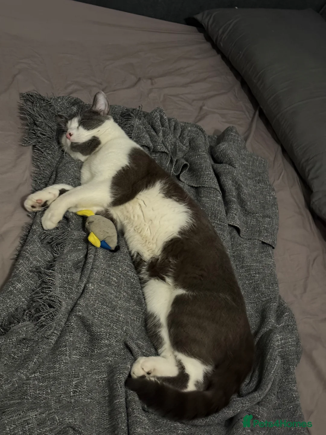 British Shorthair cats for sale: Seeking a loving Home for Kitty and Sassy - Advert 1