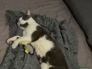 British Shorthair cats Seeking a loving Home for Kitty and Sassy - Advert 1