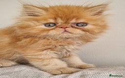 Persian cats for sale: Stunning Persian babies  - Image 12