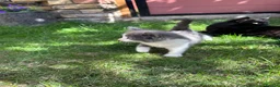 British Shorthair cats for sale: 4 Girls & 2 Boys Kittens Available - Advert 7