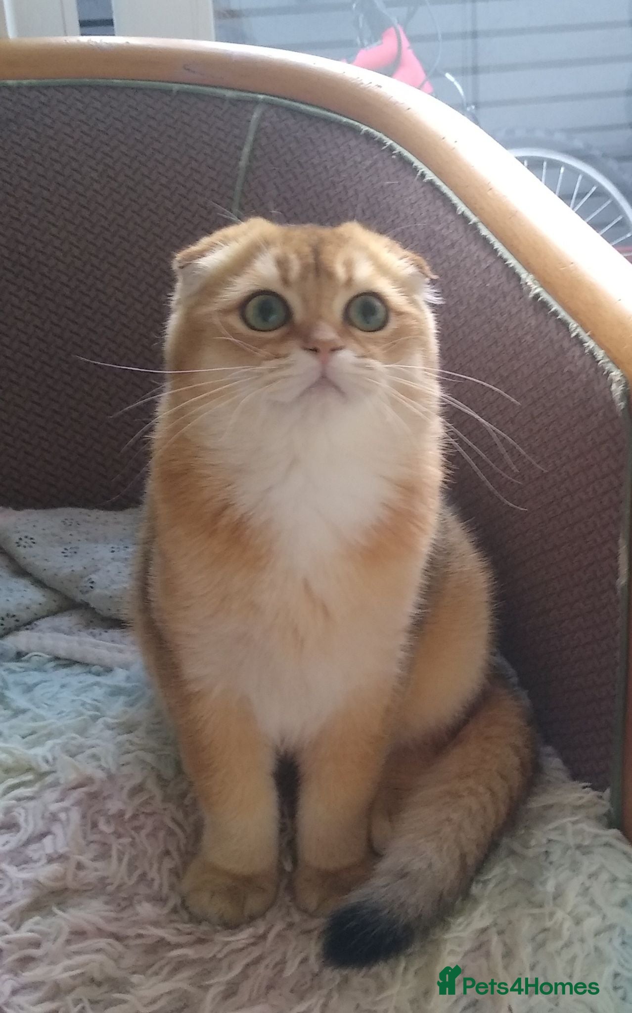 Scottish Fold cats 🐾 TICA Registered Scottish Fold Boy  🩵 - Advert 2