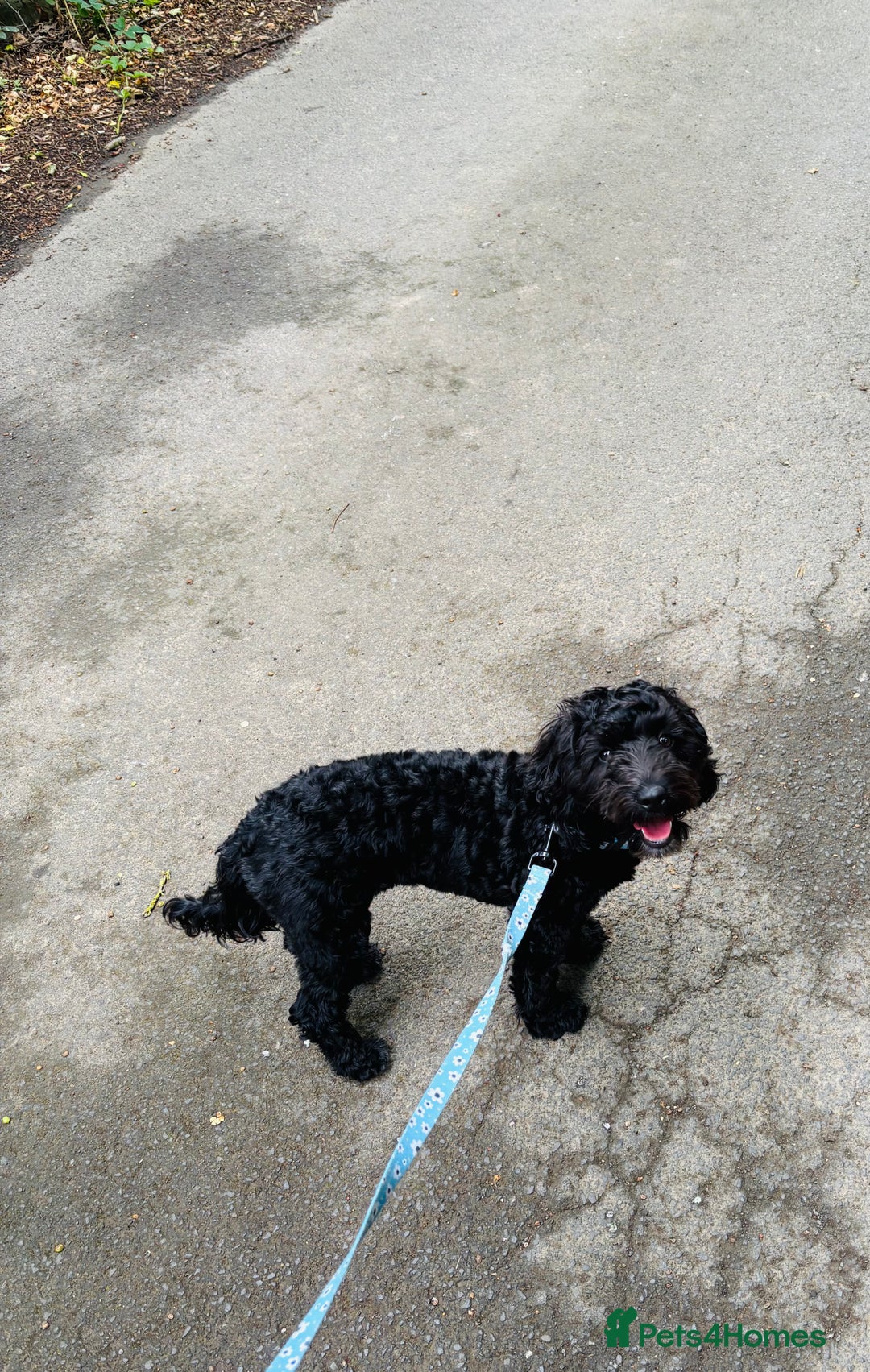 Cockapoo dogs for sale: Cockapoo - Image 2