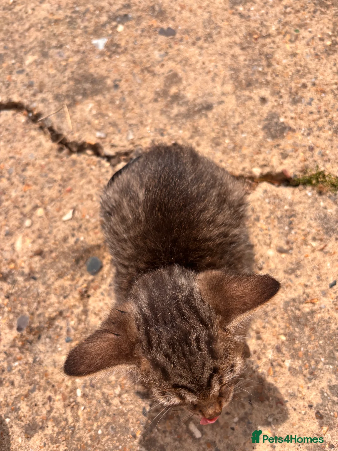 Domestic Shorthair cats for sale: 6 BEAUTIFUL KITTEN,(2 British Shorthairs) - Advert 2