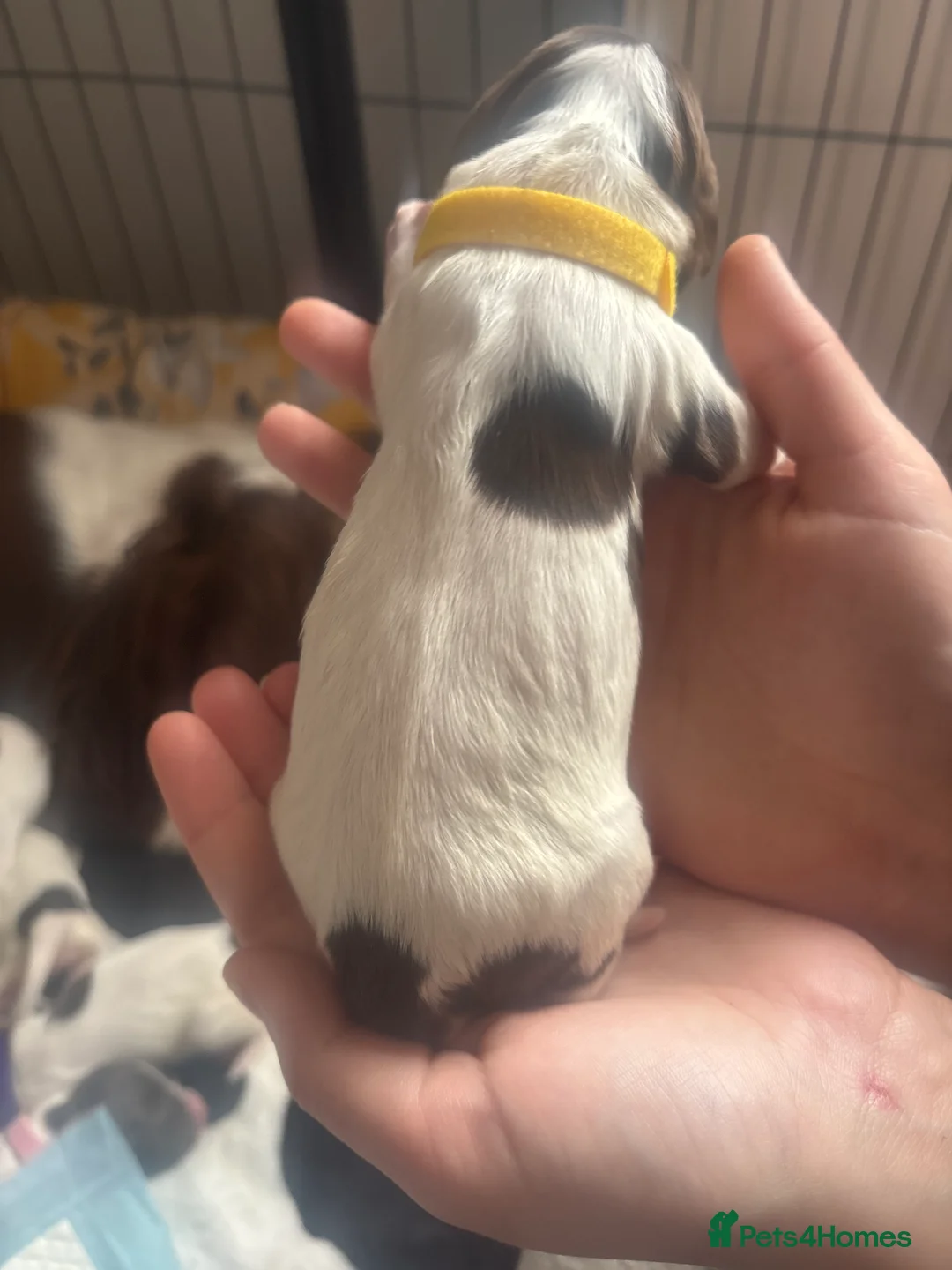 English Springer Spaniel dogs for sale: Beautiful litter of English Springer Spaniels - Advert 2